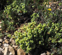 Plancia ëd Atriplex holocarpa F. Müll.