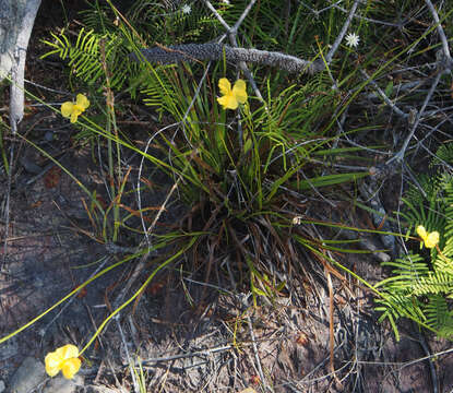 Image of Xyris bracteata R. Br.