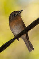 Image of Rusty-breasted Nunlet