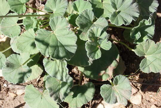 Imagem de Pelargonium sidoides DC.