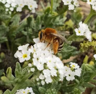 Image of Eucera algira Brullé 1840