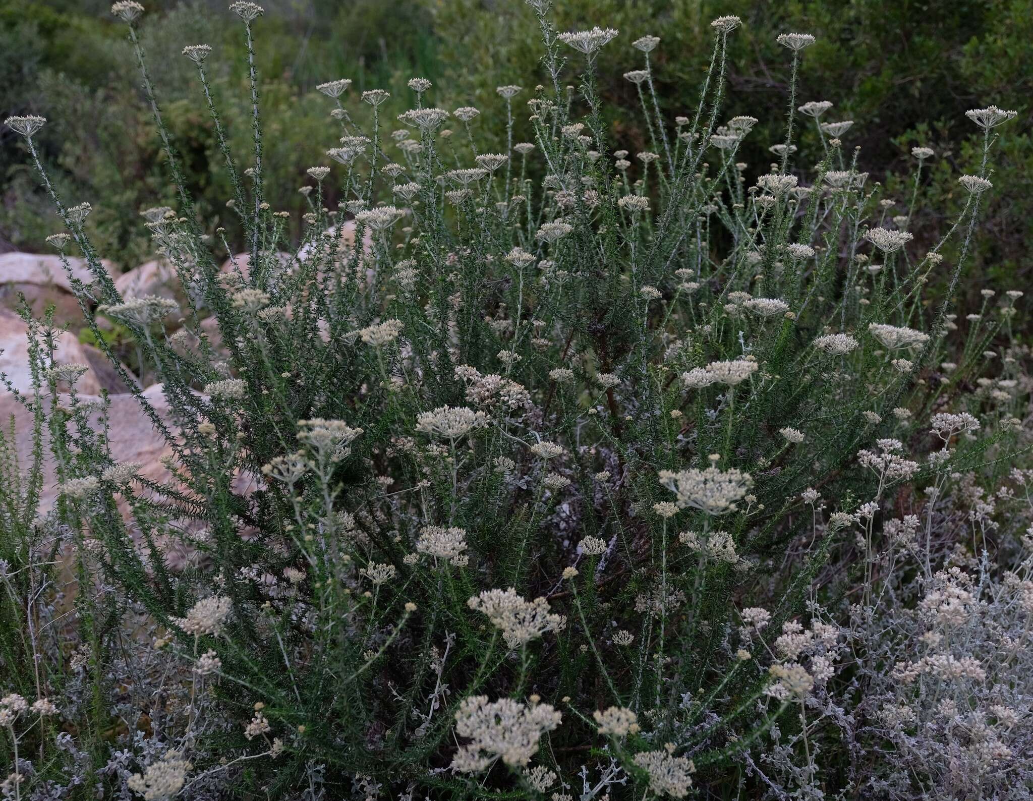 Image of Metalasia eburnea Bengtson & P. O. Karis