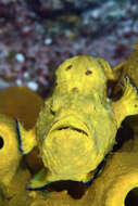 Image of Flagpole Frogfish