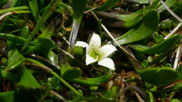 Image of Liparophyllum gunnii Hook. fil.