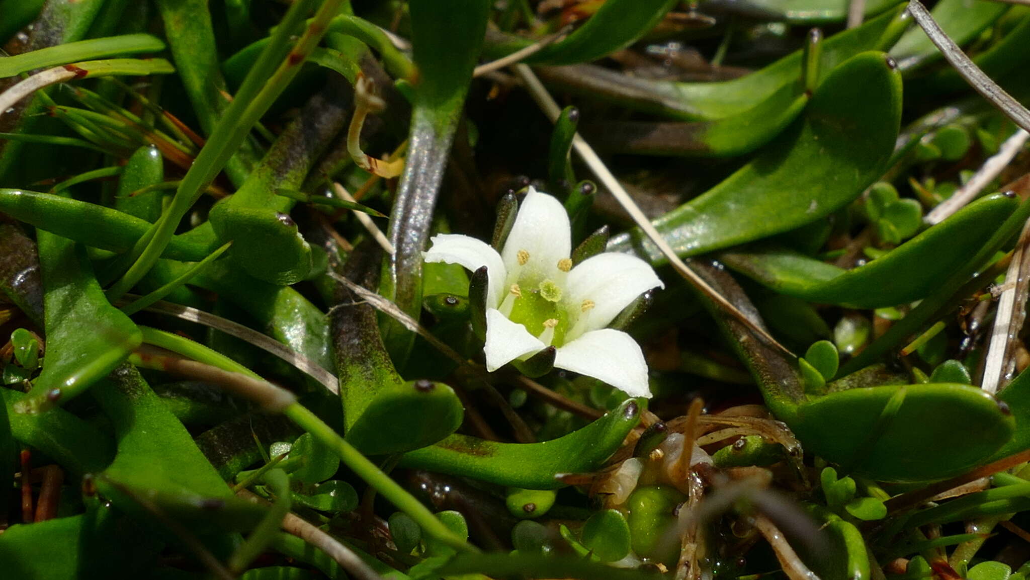 Image de Liparophyllum gunnii Hook. fil.