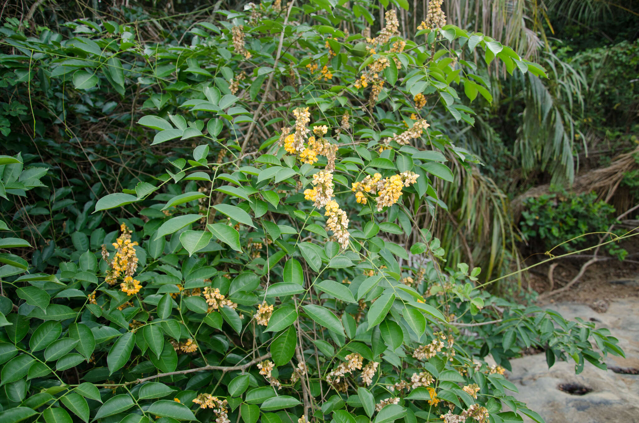 Image of Pterocarpus santalinoides DC.