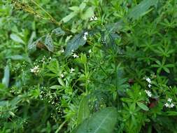 Image of Galium rivale (Sm.) Griseb.