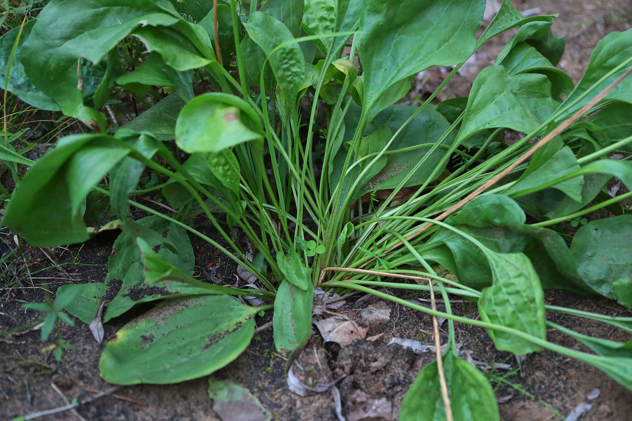 صورة Plantago maxima Juss. ex Jacq.