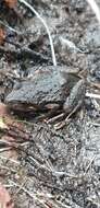 Image of Southern Flinders Ranges froglet