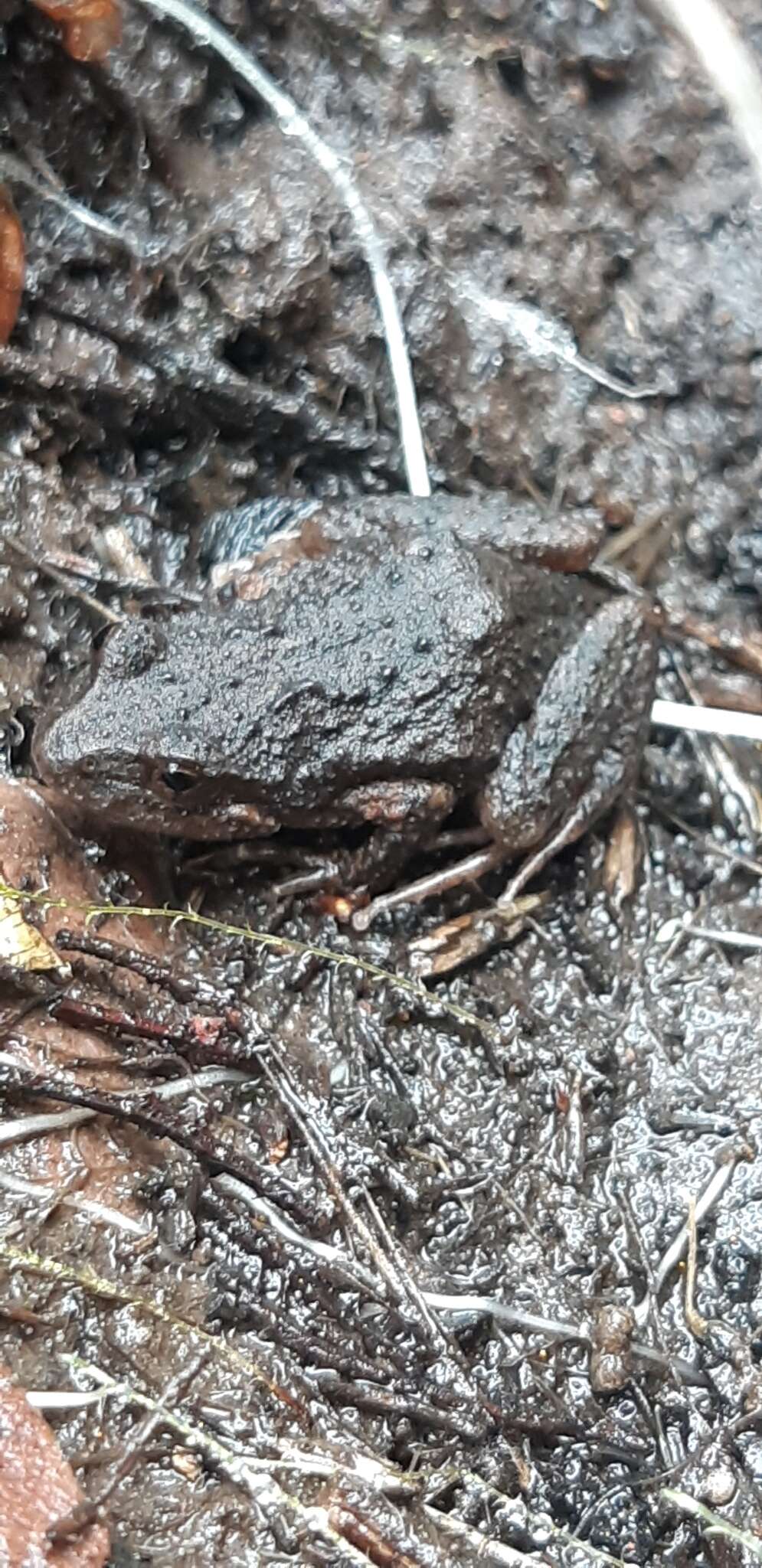 Image of Southern Flinders Ranges froglet