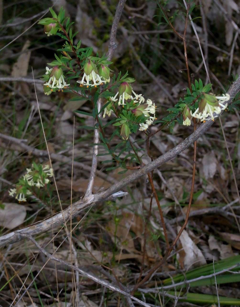 Image of Pimelea linifolia subsp. linifolia