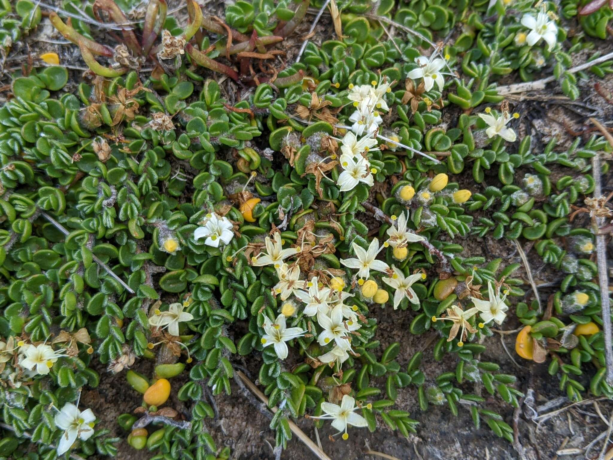 Plancia ëd Wilsonia rotundifolia Hook.