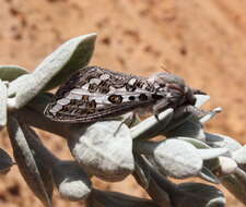 Image of Abantiades sericatus Tindale 1932