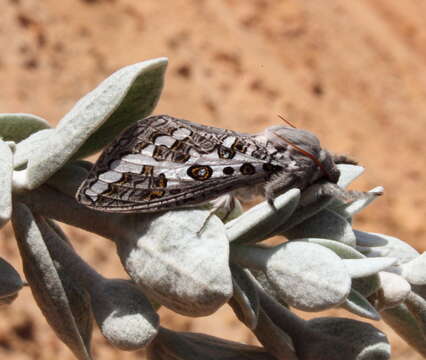 Image of Abantiades sericatus Tindale 1932