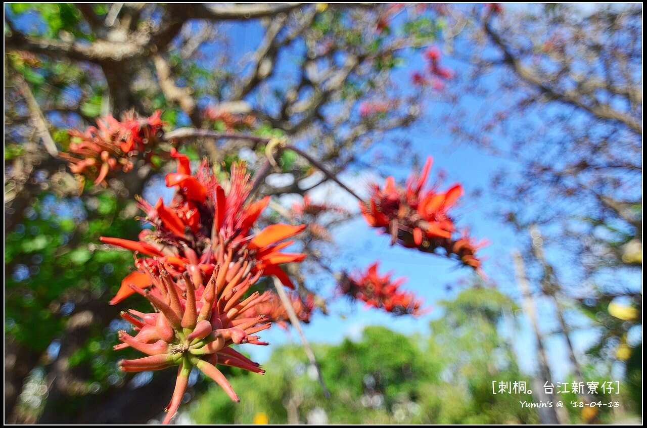 Image of Erythrina variegata L.