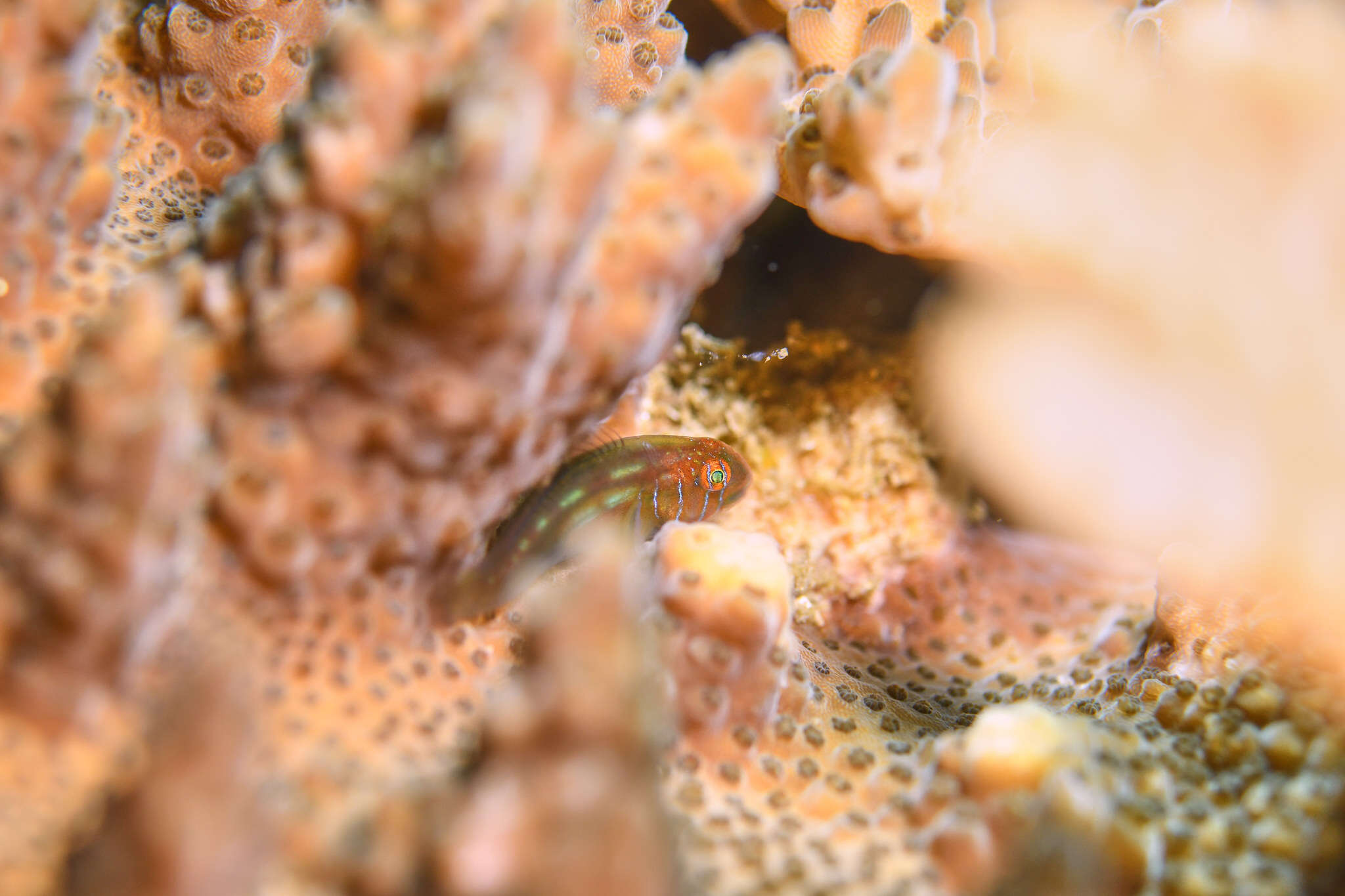 Image of Blueline coralgoby