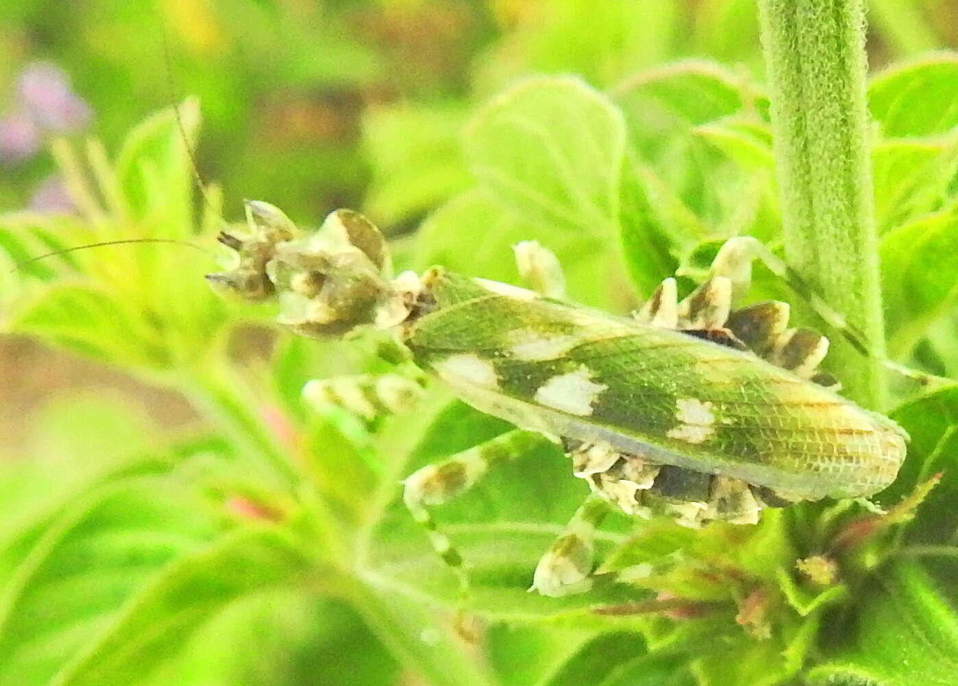 Image of Harpagomantis tricolor Linne 1758