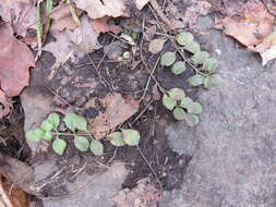 Image of Health Speedwell