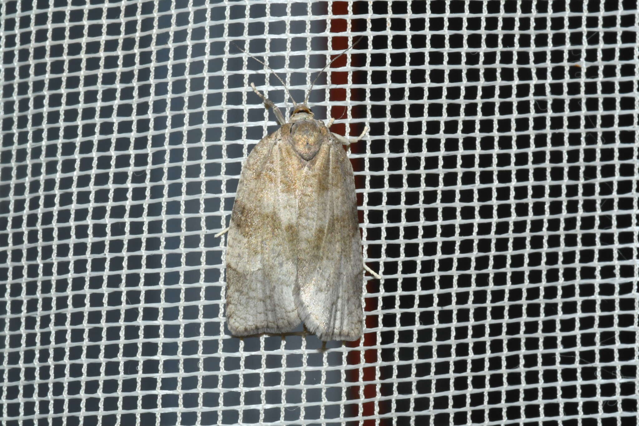 Image of Large Aspen Tortrix