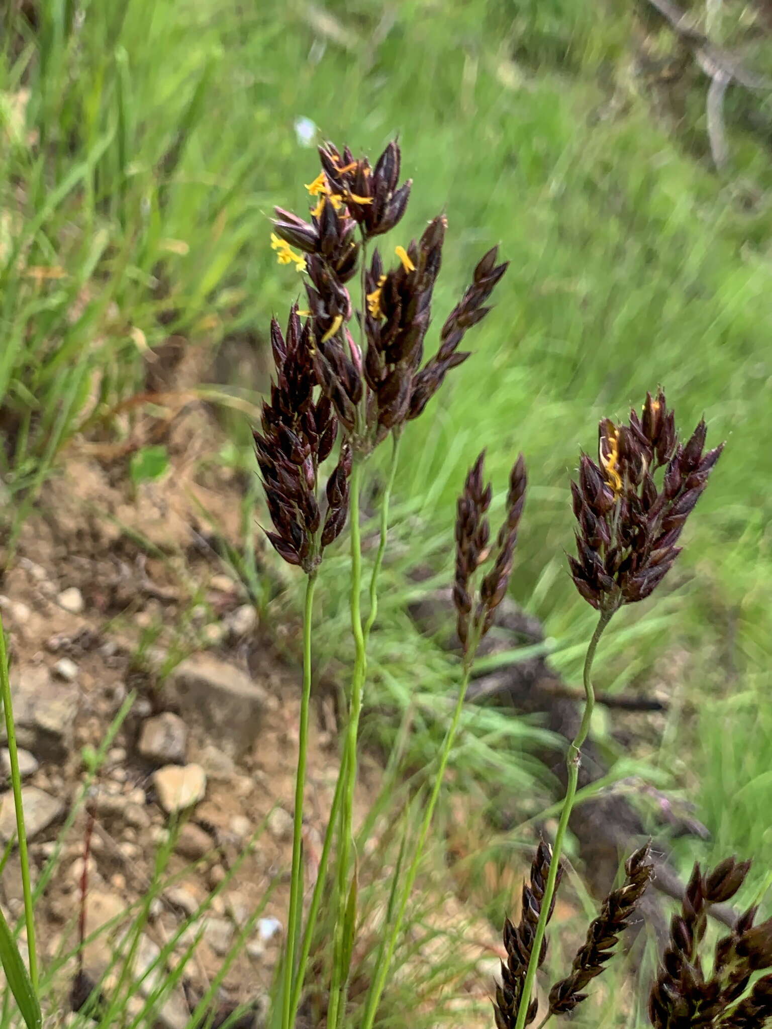 Plancia ëd Alloteropsis semialata (R. Br.) Hitchc.