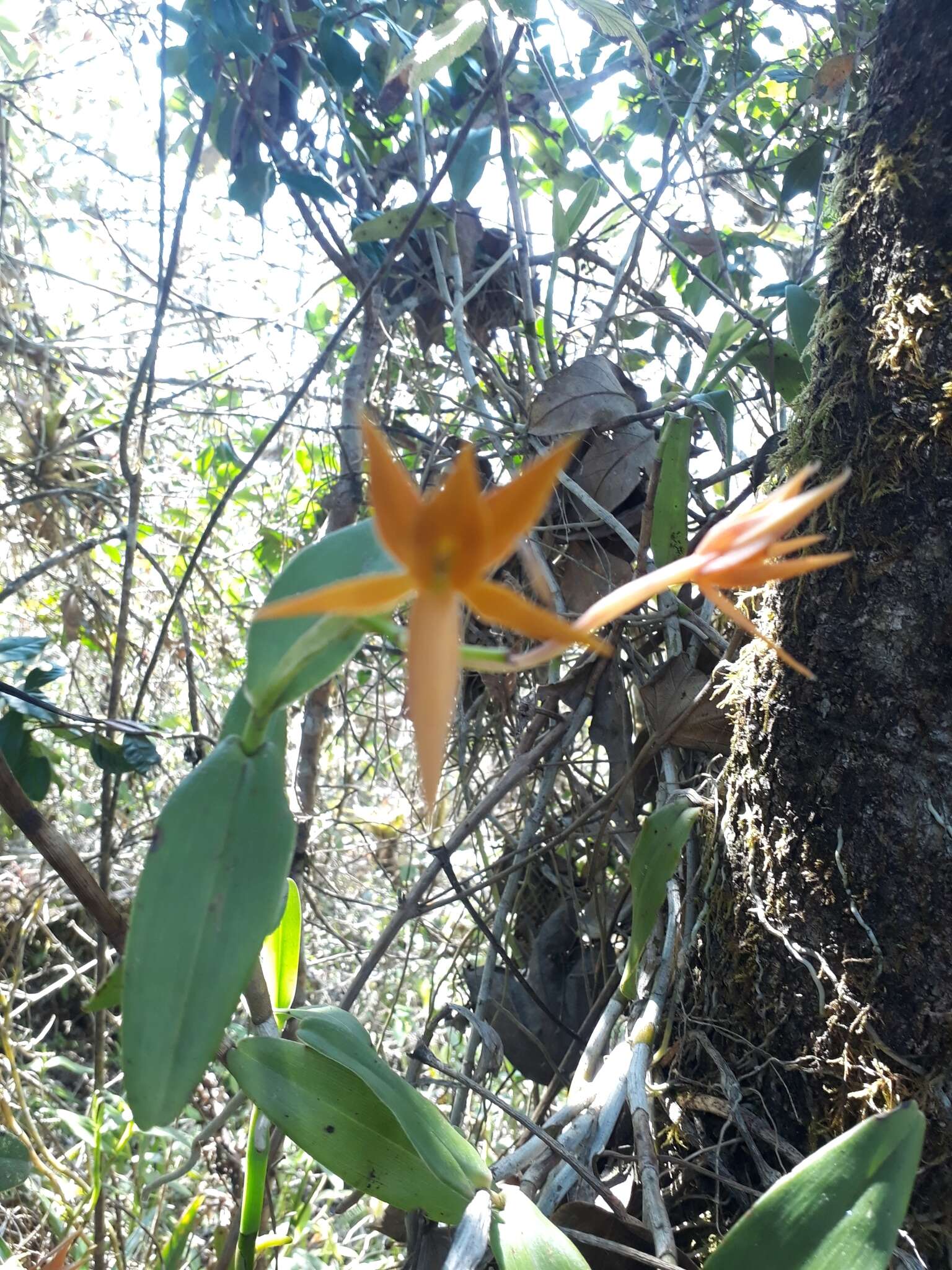 Слика од Epidendrum geminiflorum Kunth