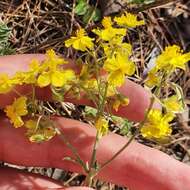 Image of Helianthemum cinereum subsp. rotundifolium (Dunal) Greuter & Burdet