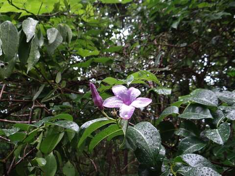 Imagem de Cryptostegia madagascariensis Boj.