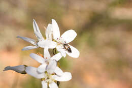 Image of Drosera prophylla