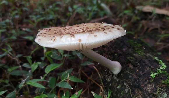 Image of Oudemansiella cubensis (Berk. & M. A. Curtis) R. H. Petersen 2010