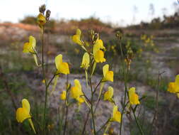 Image of ballast toadflax