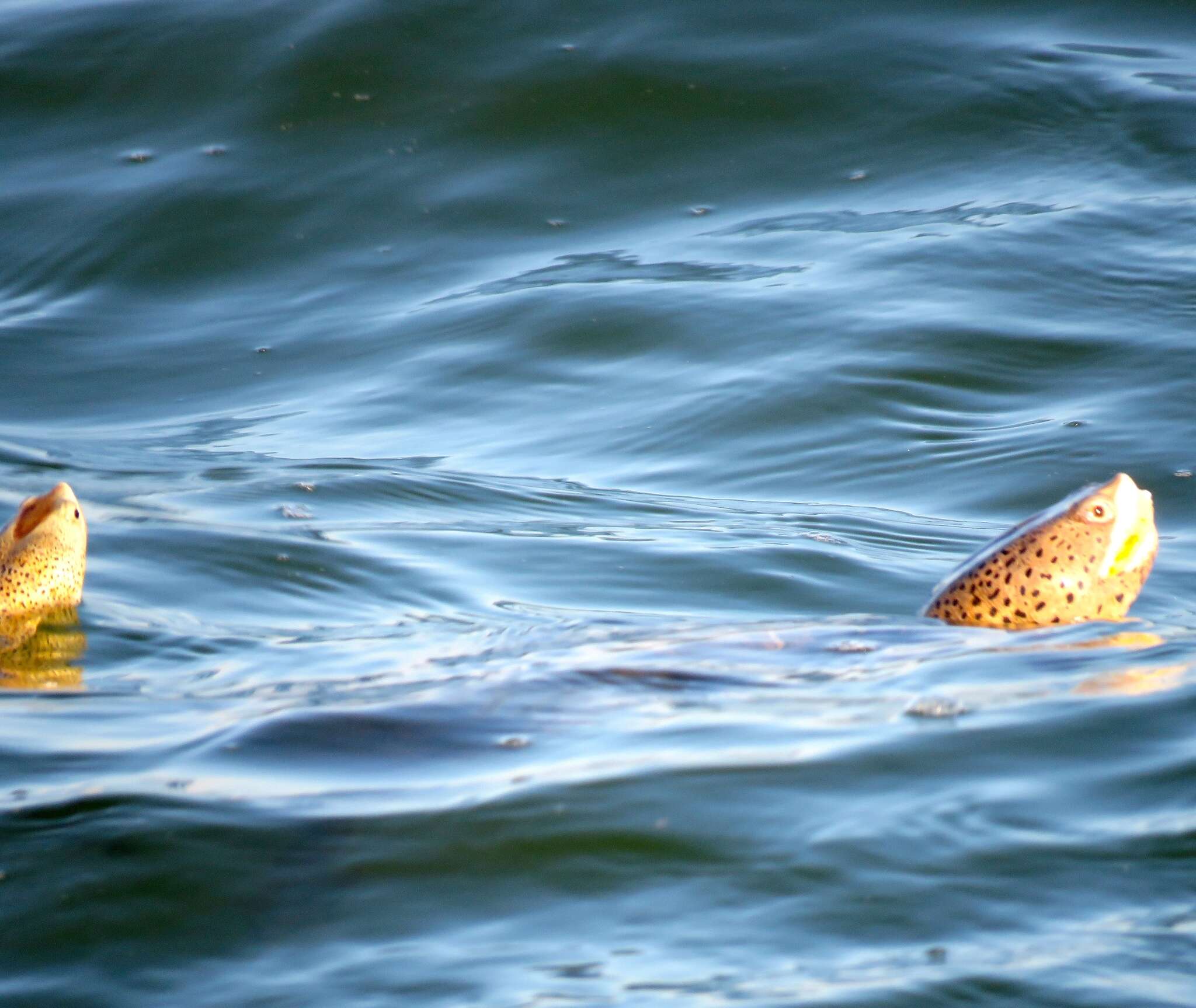 Image of Malaclemys terrapin littoralis (Hay 1904)