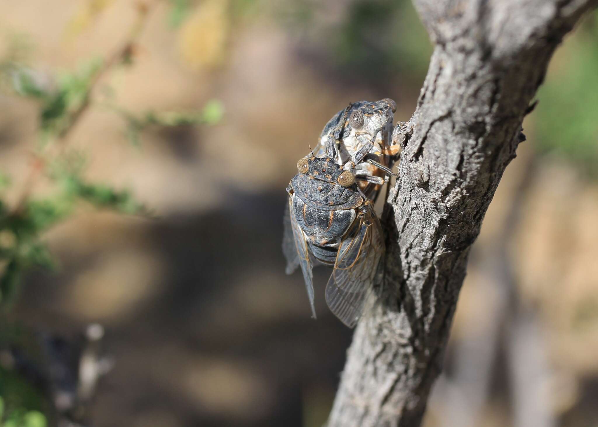 Image of Cacama moorei Sanborn & Heath 2011