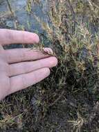 Image of Shore Grass