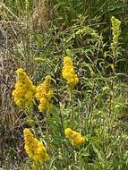 Image of Nevada Goldenrod