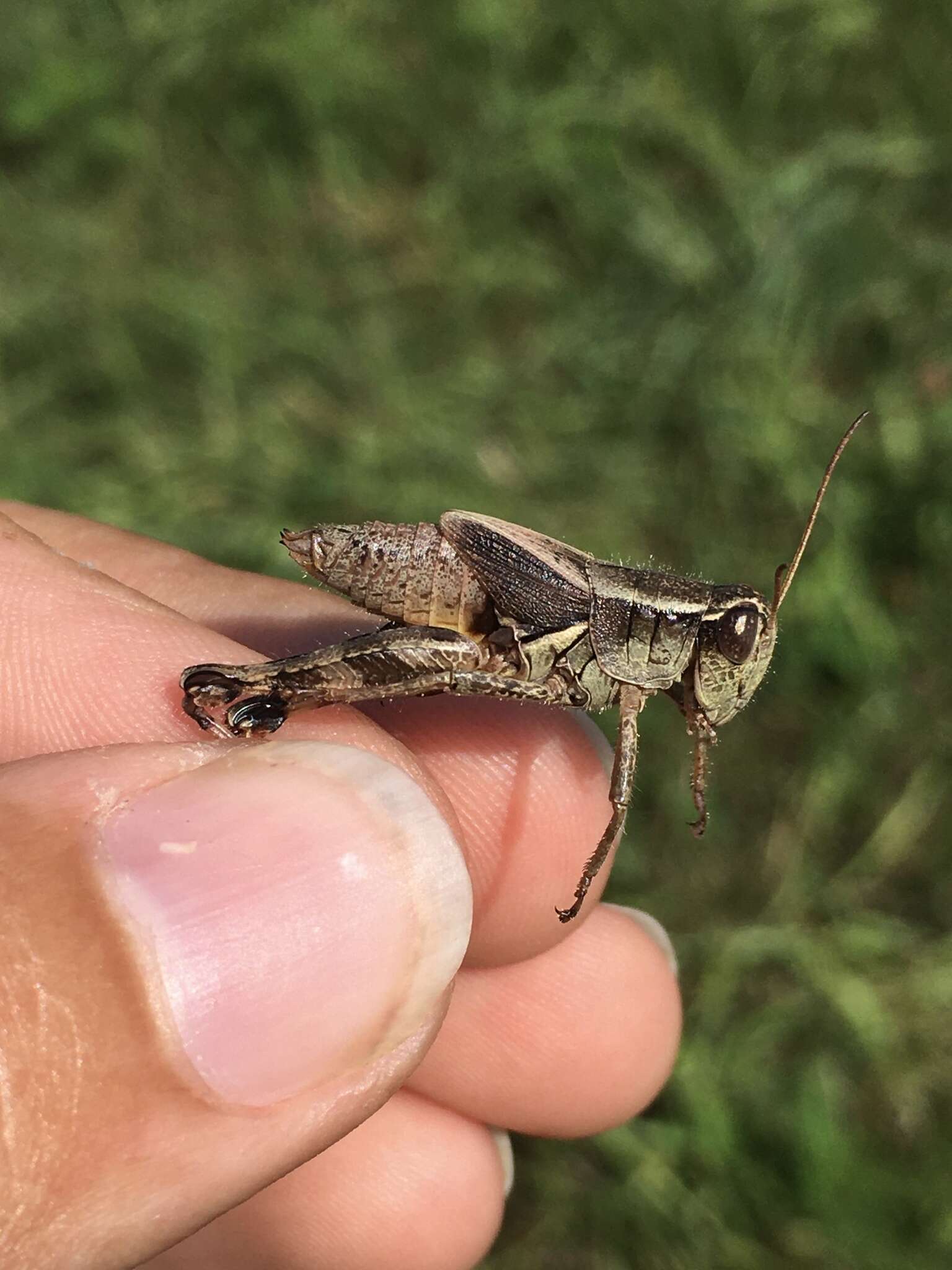 Melanoplus walshii Scudder & S. H. 1897的圖片