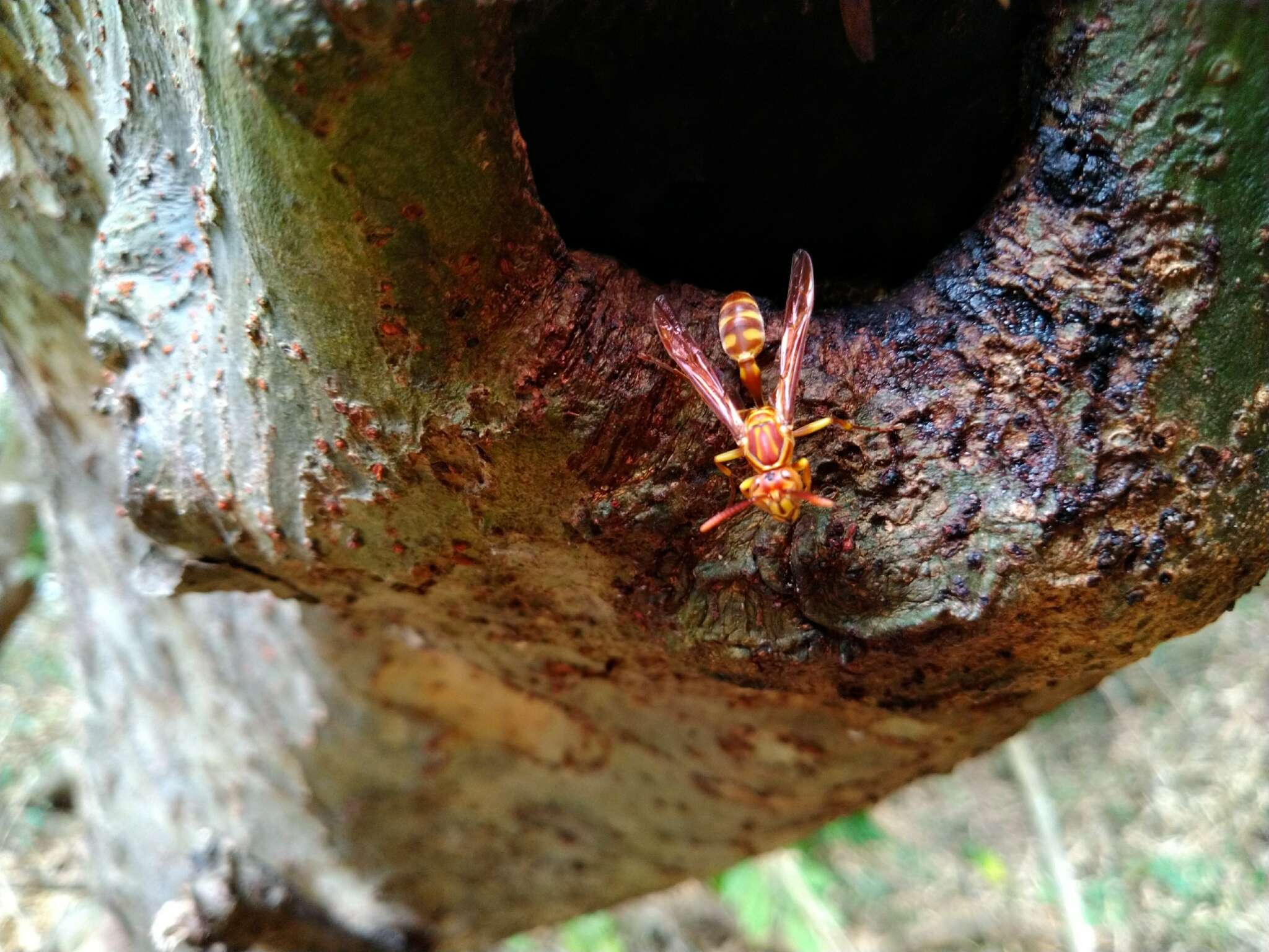 Parapolybia varia (Fabricius 1787)的圖片