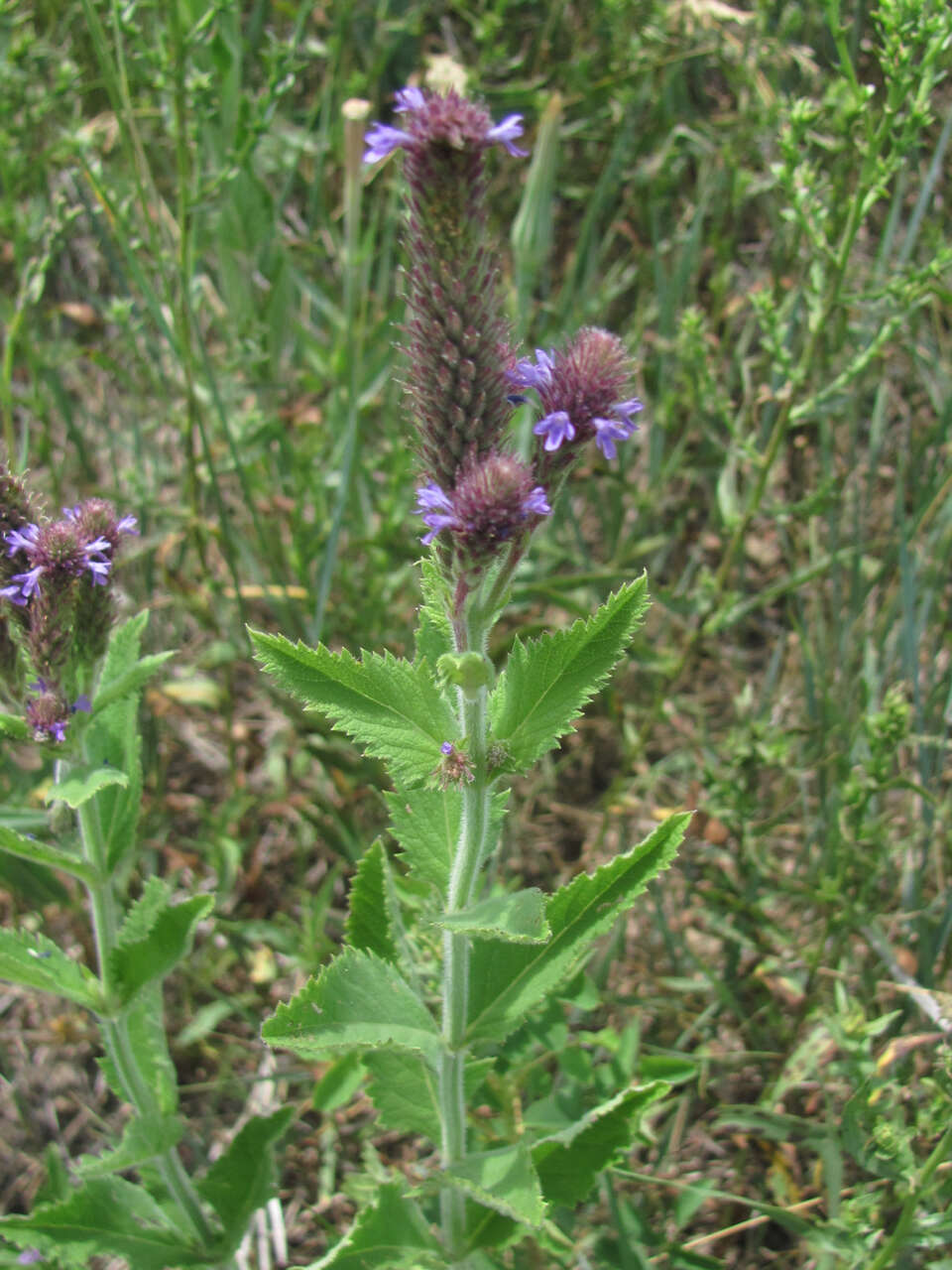 Image of New Mexico Vervain