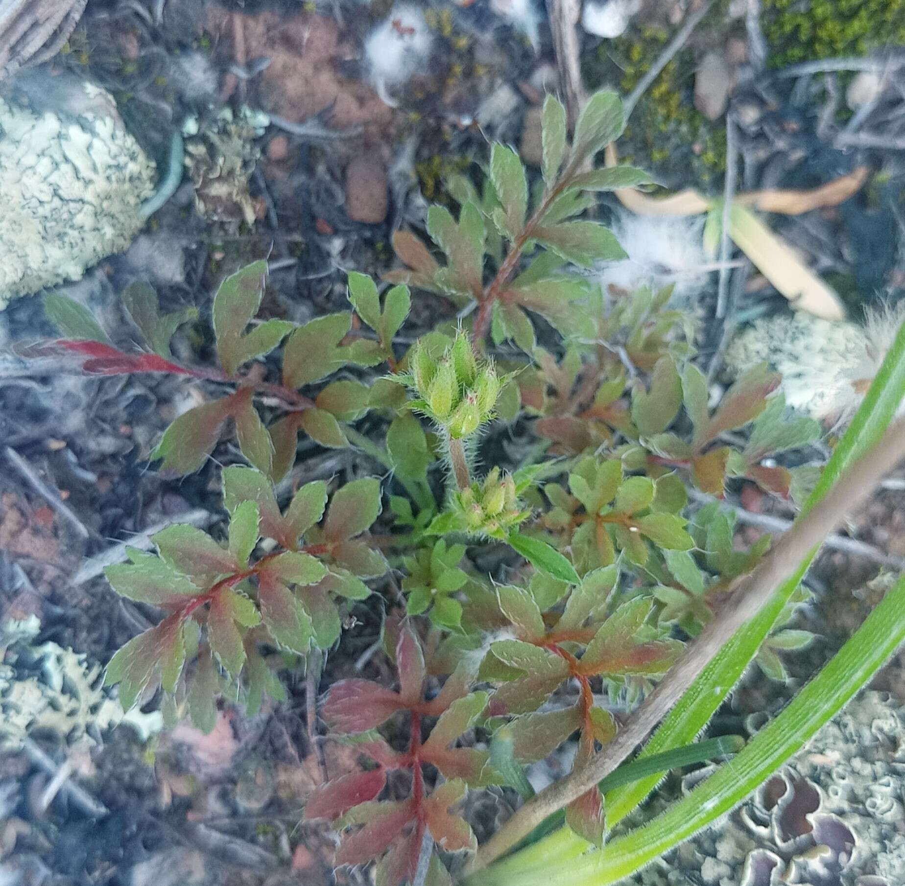 Image of Pelargonium fissifolium (Andr.) Pers.