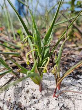 Image of Ornithoglossum viride (L. fil.) Dryand. ex W. T. Aiton