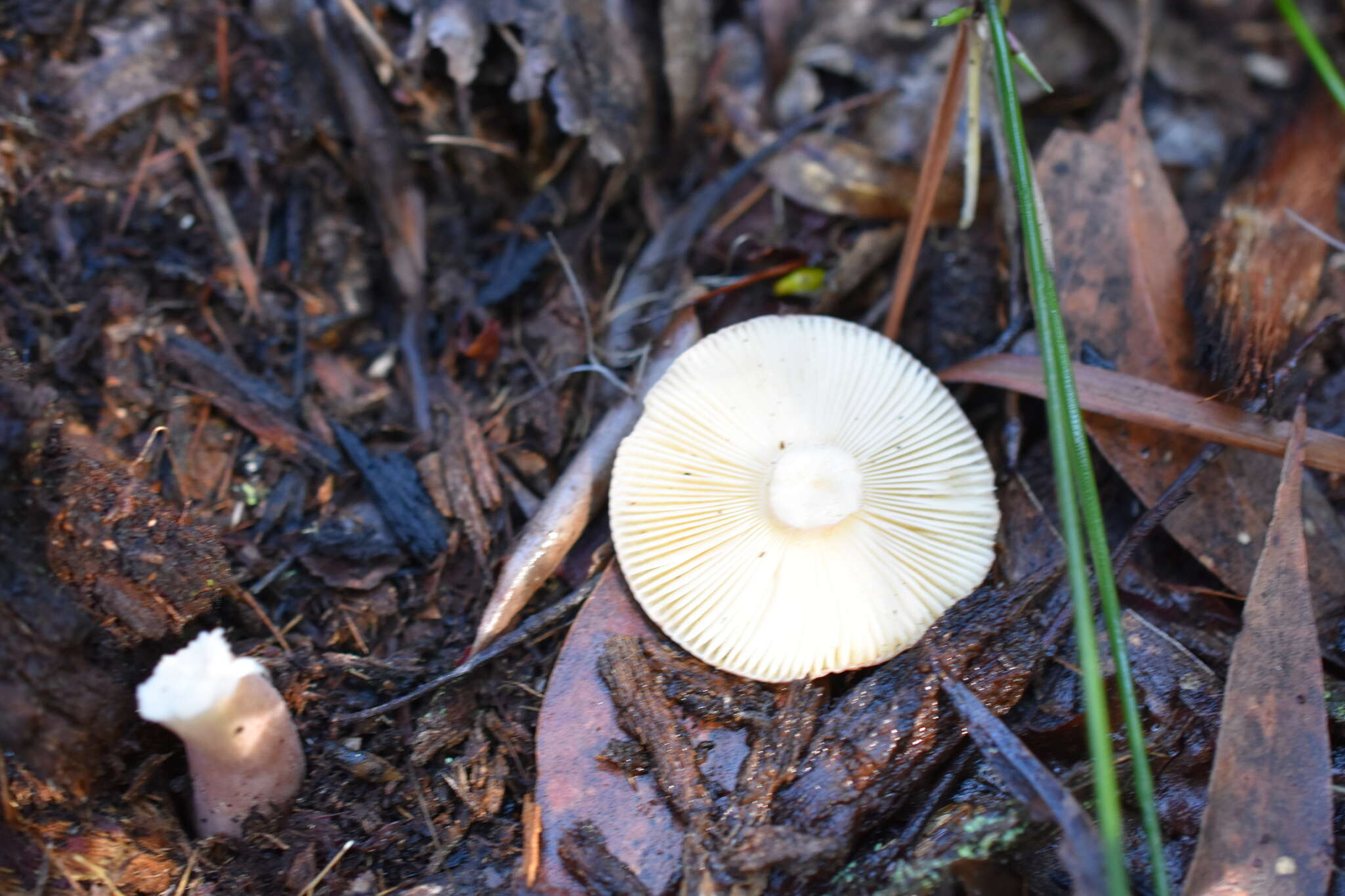 Image of Russula iterika Grgur. 1997