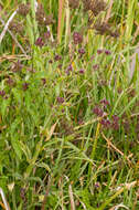 Image of Brazilian Vervain