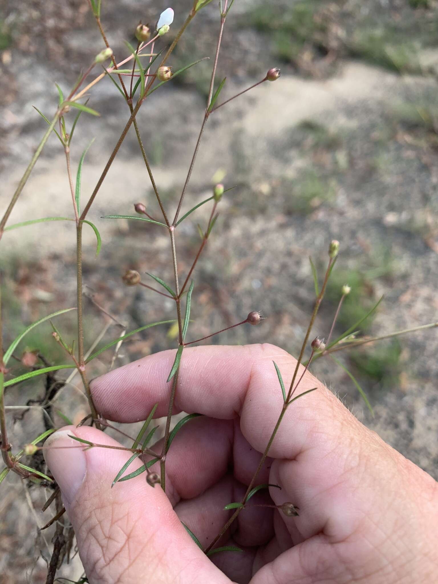 Image of Oldenlandia subulata Korth.