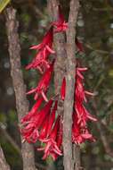 Image of Ixora margaretae (N. Hallé) Mouly & B. Bremer