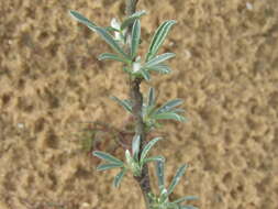 Image of Cytisus borysthenicus Gruner