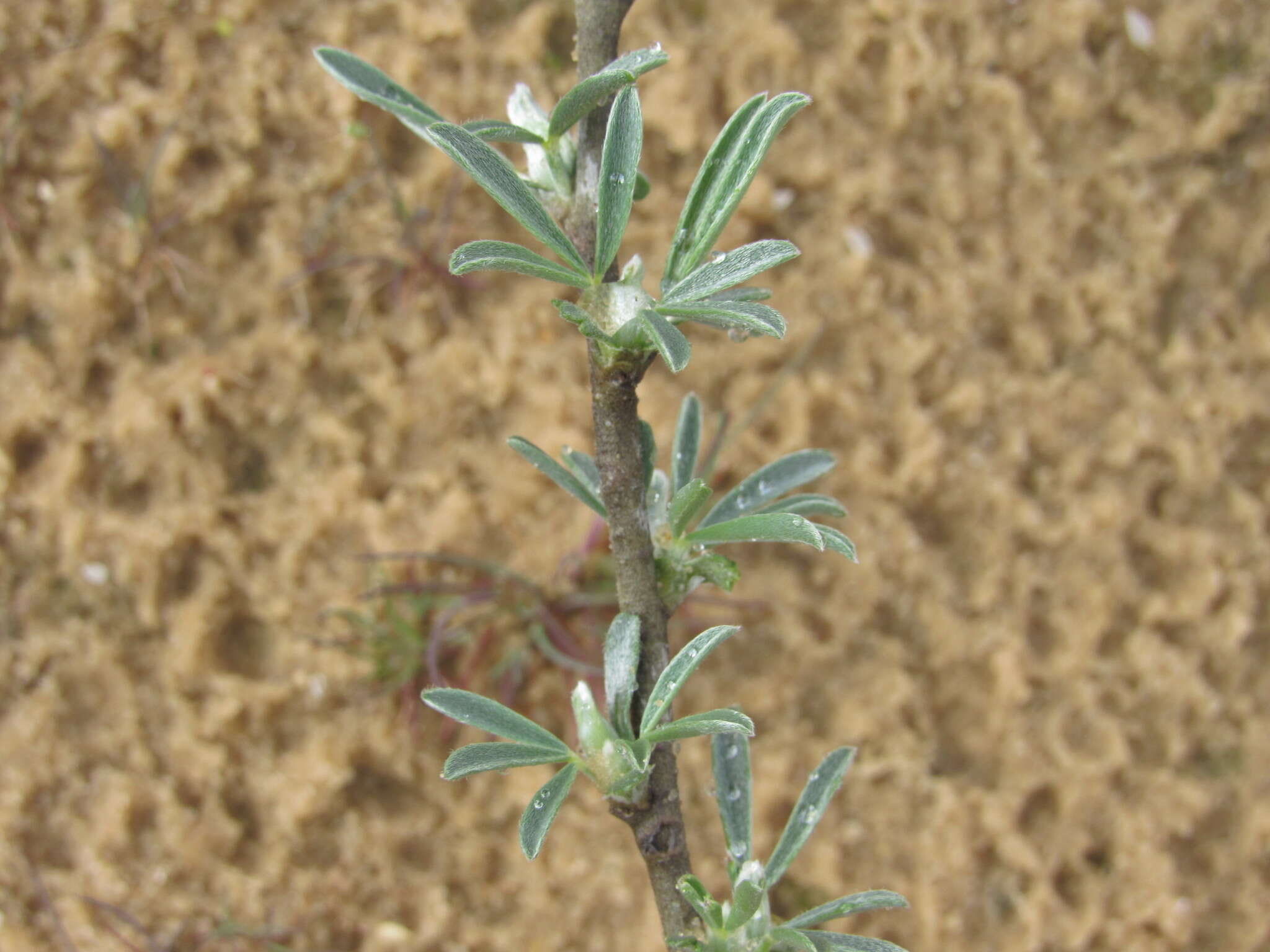 Image of Cytisus borysthenicus Gruner