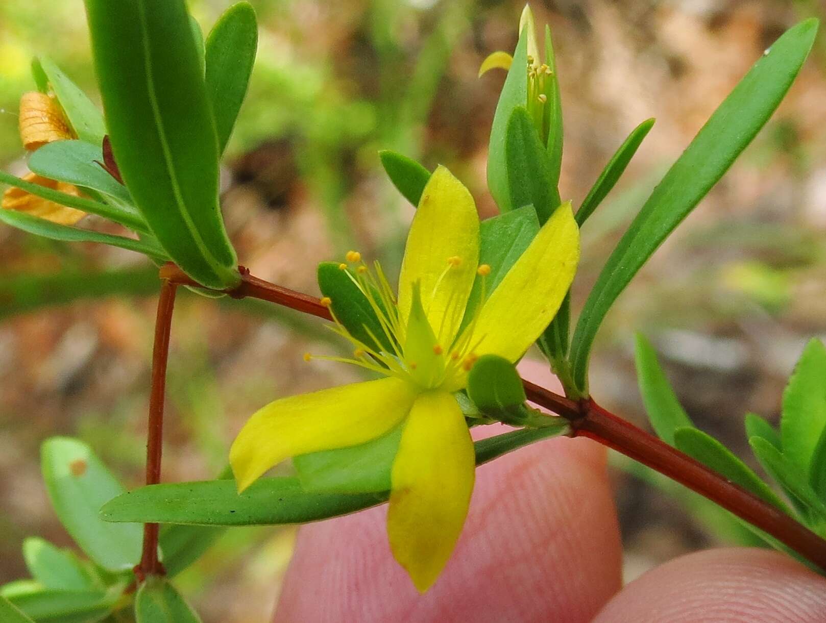 Imagem de Hypericum hypericoides (L.) Crantz