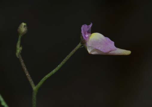 Image of Utricularia viscosa Spruce ex Oliv.