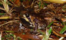 Image of Common Rain Frog