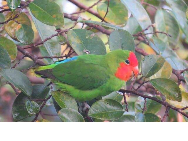 Image of Red-headed Lovebird