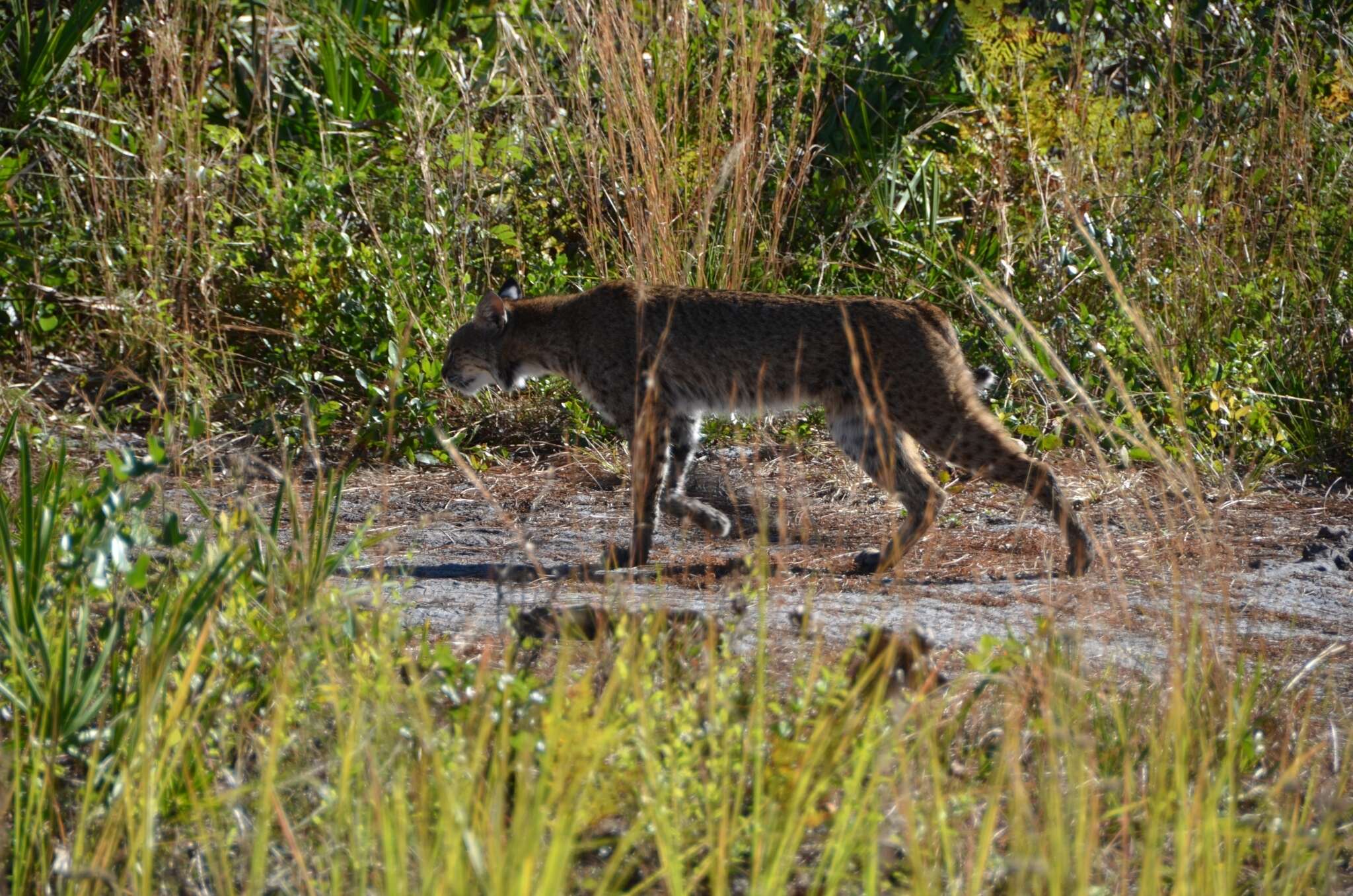 Image de Lynx rufus rufus (Schreber 1777)